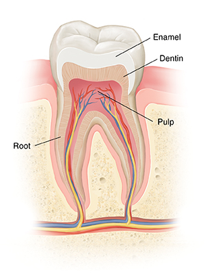 Cross section of tooth in bone.