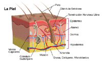 Anatomía de la piel